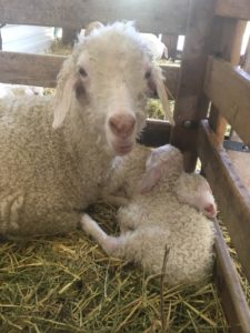 91941590 1079622739078806 4433297120178470912 n